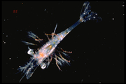 Pandalus borealis larva, author: Fisheries and Oceans Canada, Jean-Franois St-Pierre