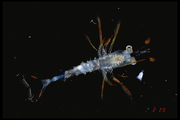 Shrimp larva, author: Fisheries and Oceans Canada, Jean-Franois St-Pierre