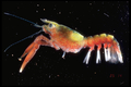 Crustacea (crustaceans)