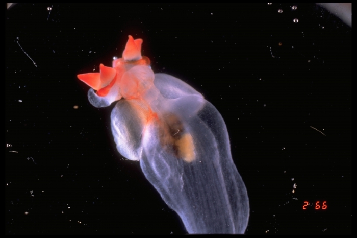 Clione limacina Clione limacina