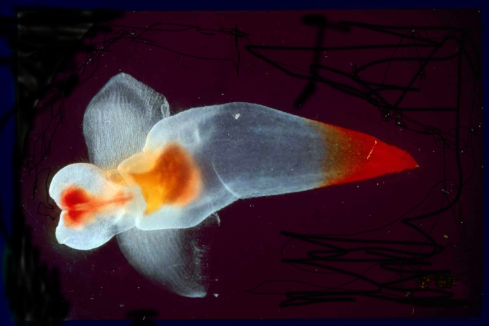 Clionidae Clionidae