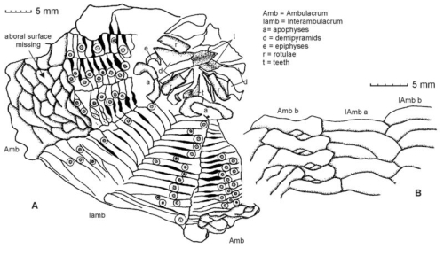 Retzneiosoma jaseneki