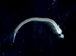 Ammodytes - larva