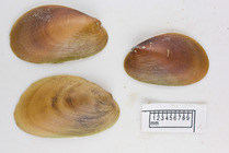 Musculus niger (small)