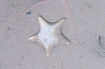 Ctenodiscus crispatus on sea bed