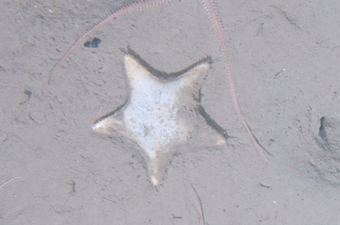 Ctenodiscus crispatus on sea bed Ctenodiscus crispatus on sea bed