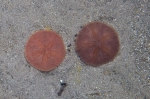Echinarachnius parma on sand