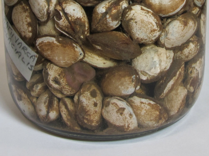 Bathyarca glacialis in a jar