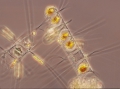 Chromista - Bacillariophyceae (diatoms)