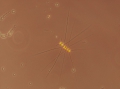 Chromista - Bacillariophyceae (diatoms)