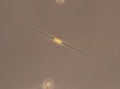 Chromista - Bacillariophyceae (diatoms)