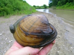Pocketbook clam with zebra mussel attached
