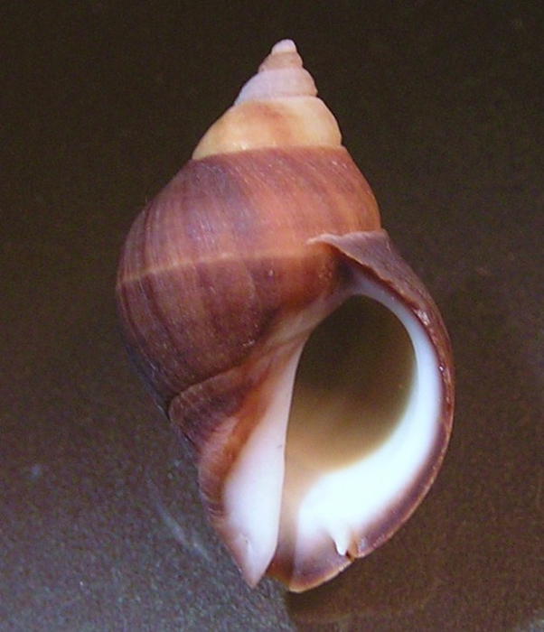 Acanthina unicornis