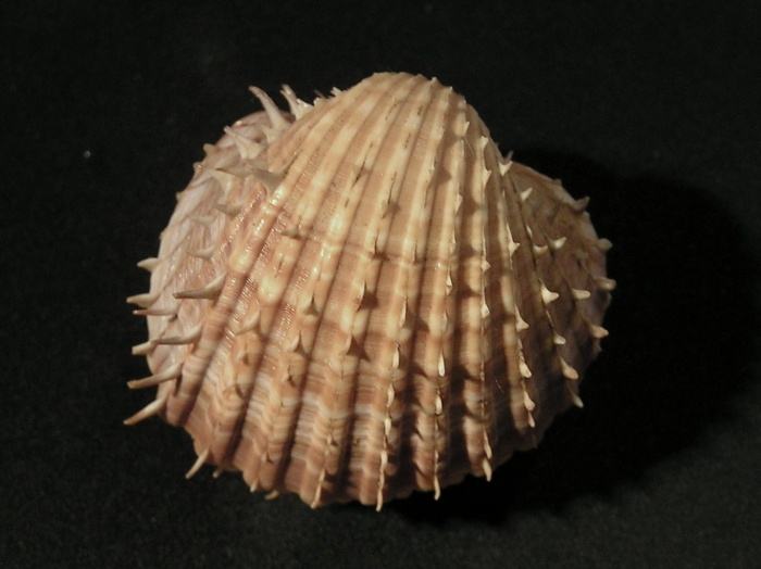 Acanthocardia aculeata