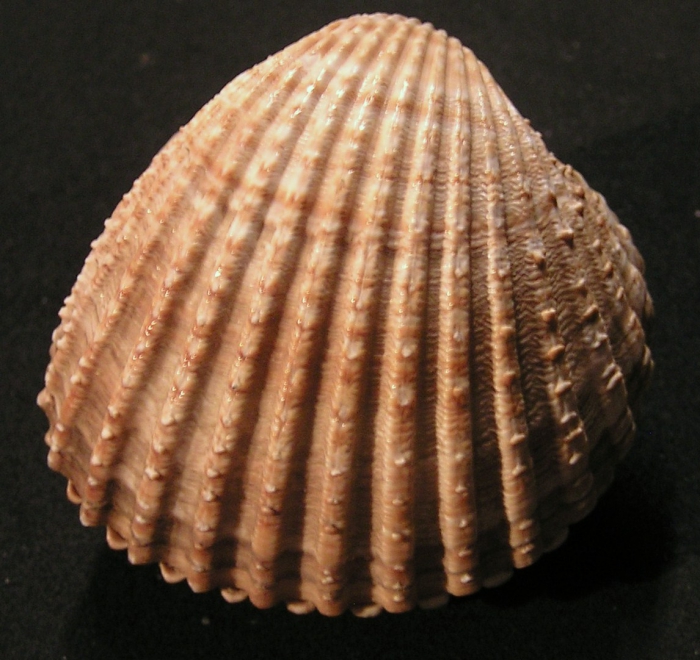 Acanthocardia tuberculata