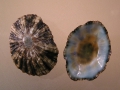 Mollusca (molluscs)