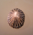 Mollusca (molluscs)