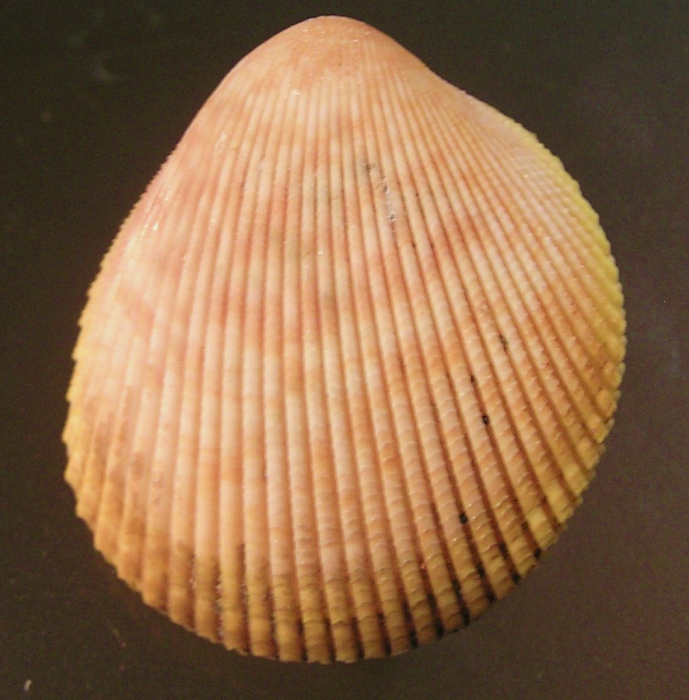 Acrosterigma cygnorum