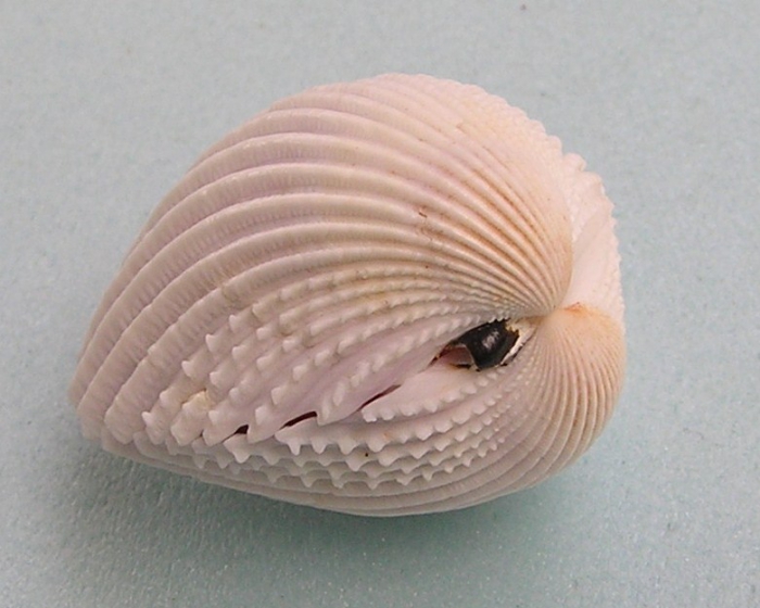 Vasticardium dupuchense Vasticardium dupuchense