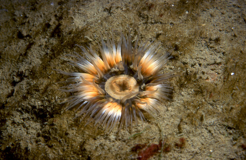 One of the many colour morphs of Sagartia troglodytes 