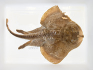 Leucoraja ocellata - smaller Southern Gulf 'Miramichi' type