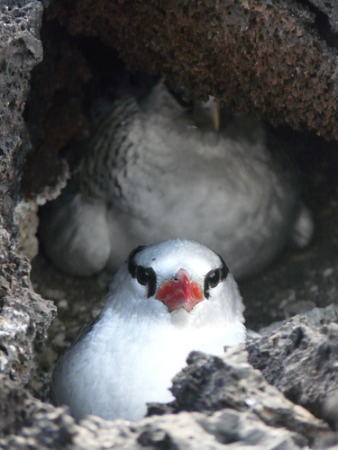 Red-billed tropicbird