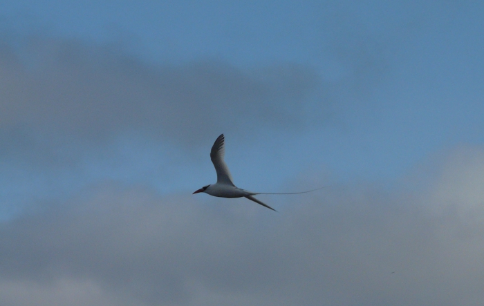 Red-billed tropicbird