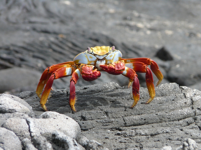 Sally lightfoot crab