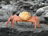 Sally lightfoot crab, author: Debergh, Heidi