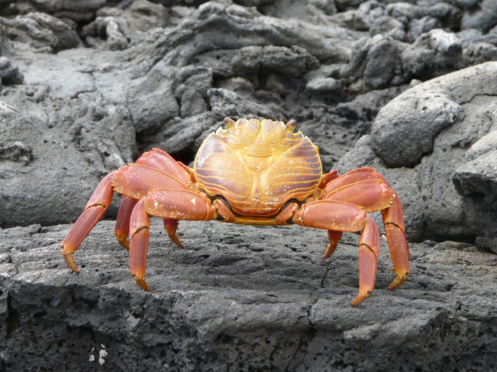 Sally lightfoot crab