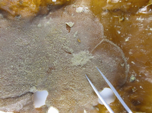 Membranipora on Lamniaria