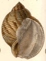 Mollusca (molluscs)