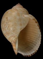 Lectotype NHM (UK) reg. No. 1968302 