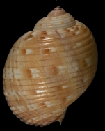 Lectotype NHM (UK) reg. No. 1968302 