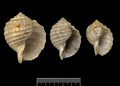 Mollusca (molluscs)