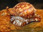 Caenogastropoda