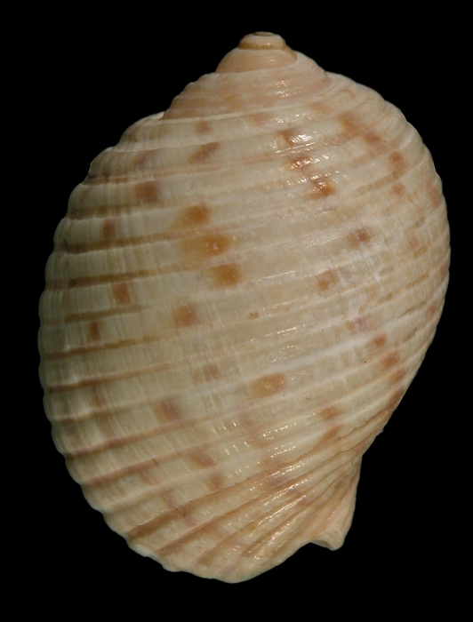 Dolium dunkeri Lectotype