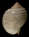 Mollusca (molluscs)