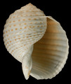 Mollusca (molluscs)