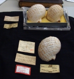 Type material at LMD/LöB