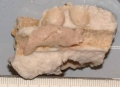 Plakinastrella clippertonensis holotype