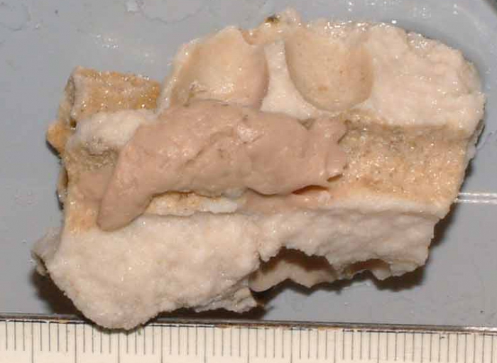 Plakinastrella clippertonensis holotype Plakinastrella clippertonensis holotype