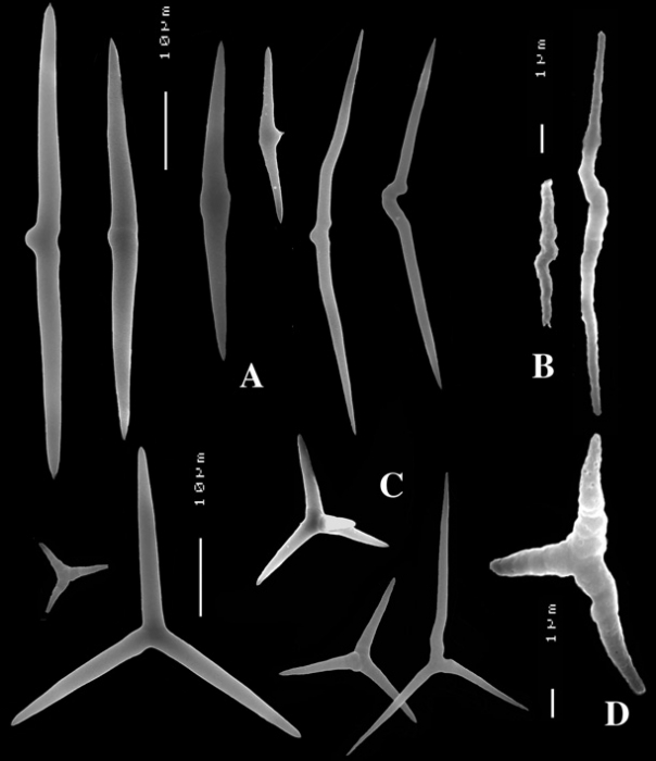 Plakinastrella clippertonensis spicules Plakinastrella clippertonensis spicules