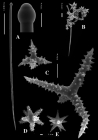 Timea clippertoni holotype