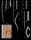 Clathria (Thalysias) hermicola holotype