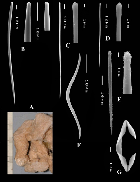 Clathria (Thalysias) hermicola holotype