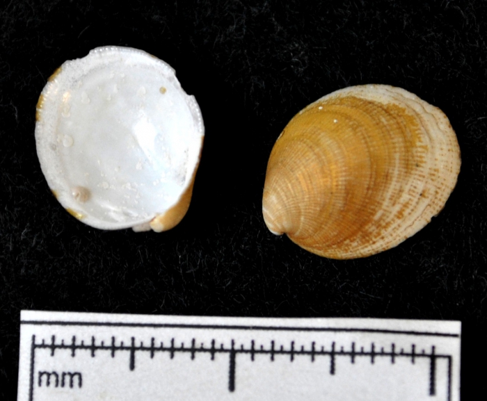 Crenella decussata Crenella decussata