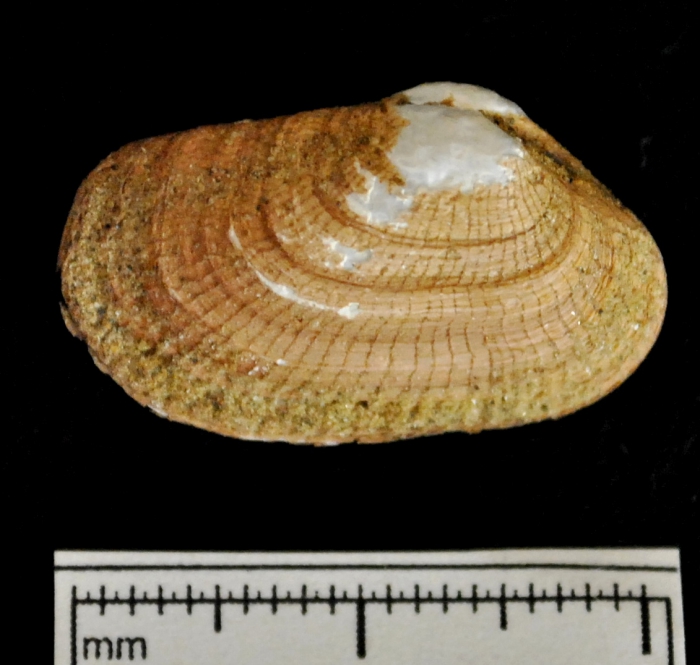 Lyonsia arenosa