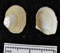 Mollusca (molluscs)