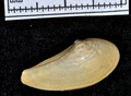 Mollusca (molluscs)